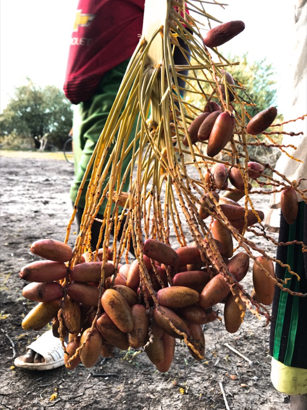Dense clusters of dates hanging beneath green palm leaves