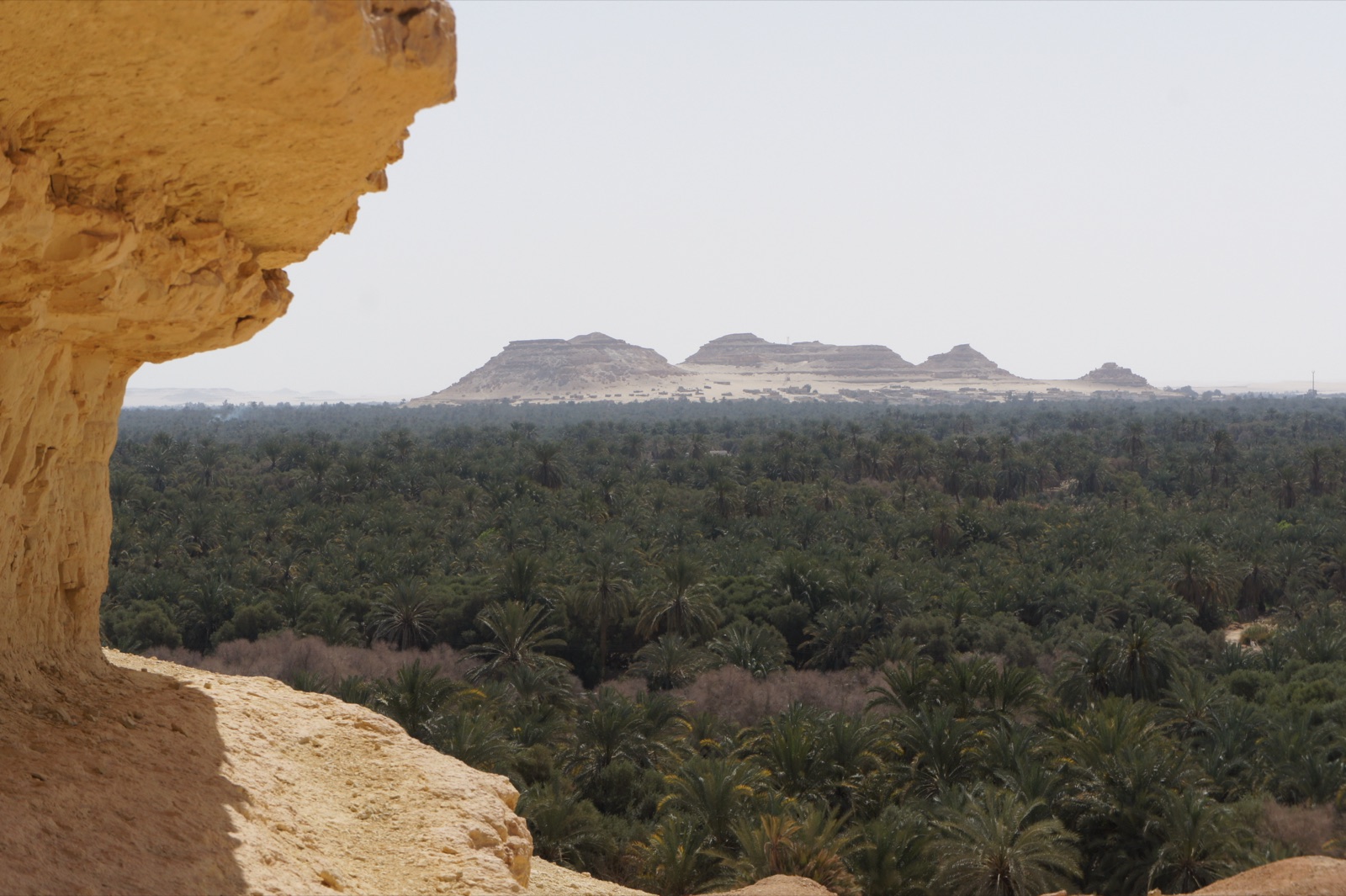 Watercourse and planted layers inside a Siwa date-palm orchard