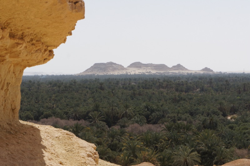 Water channel, lower vegetation and tall date-palm canopy in Siwa