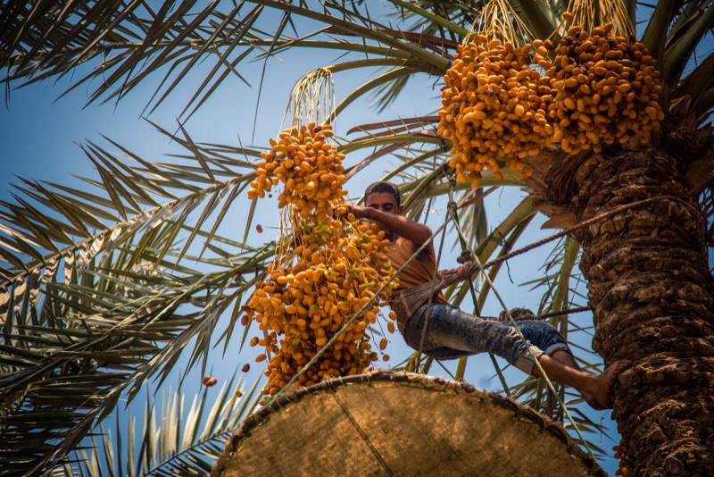 Worker positioned high in a date palm during harvest