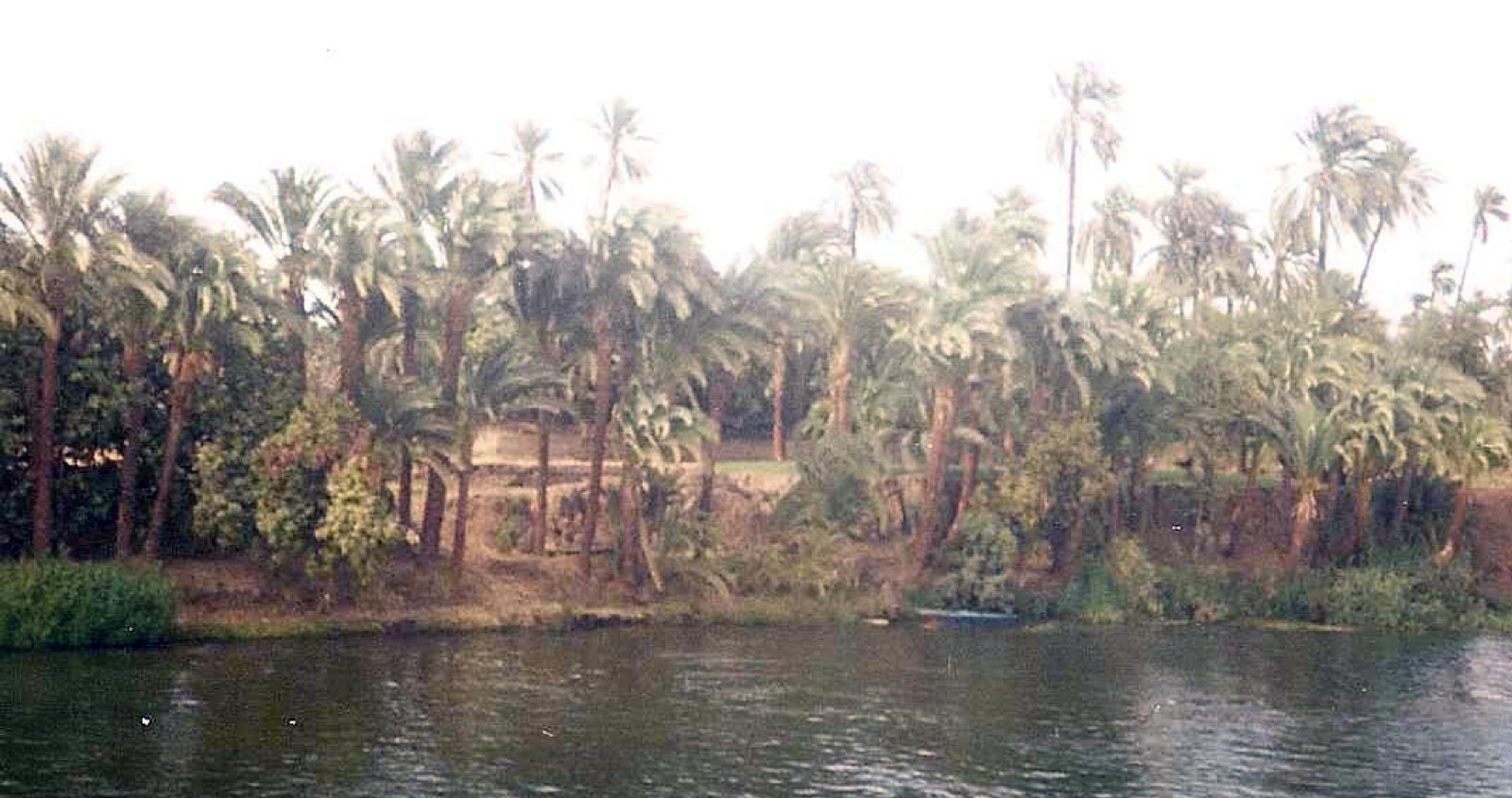 Line of date palms above cultivated ground beside the Nile