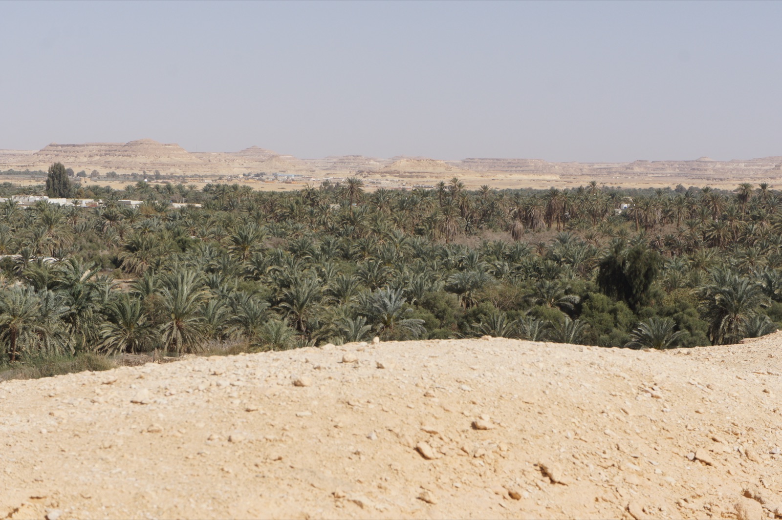 Date palms forming an orchard canopy in Siwa Oasis